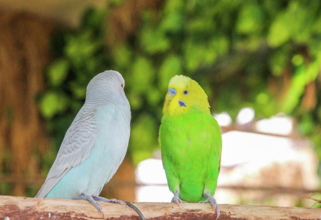 Birds