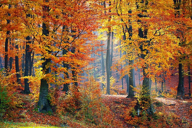 landscape of trees
