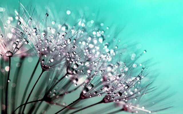 close-up flower