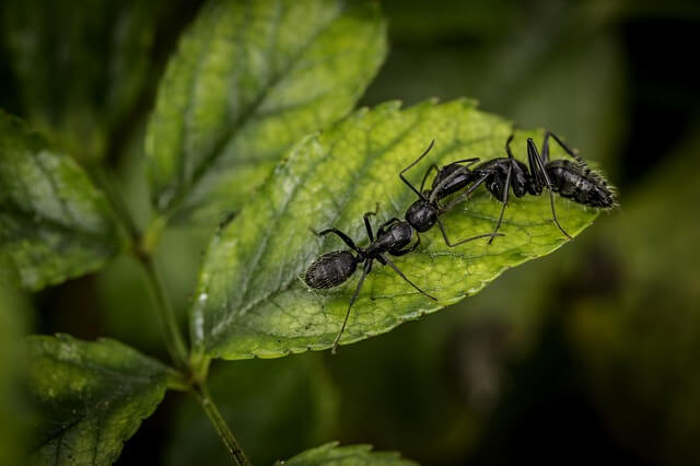 ants - macro photo