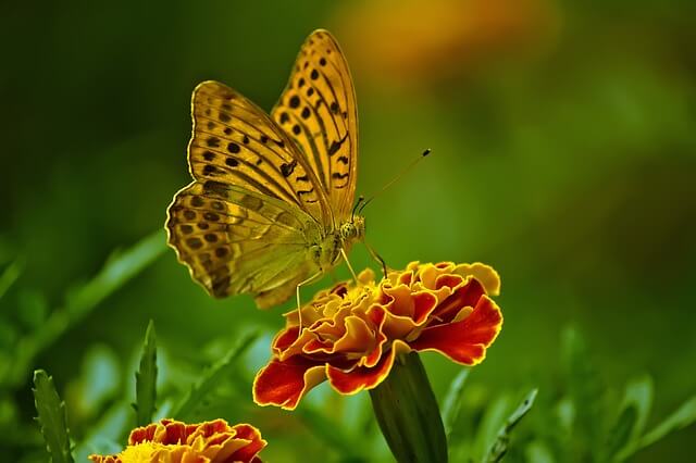 butterfly
