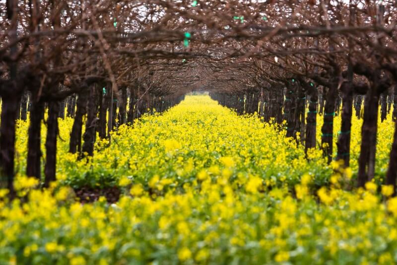 field of roses