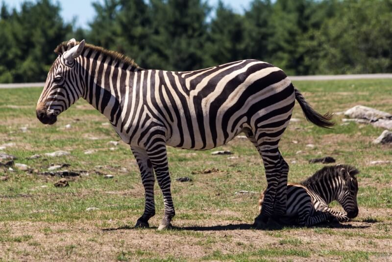 wild life