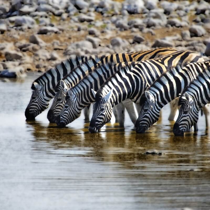 wild life