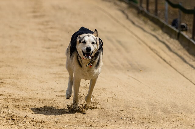 A running dog