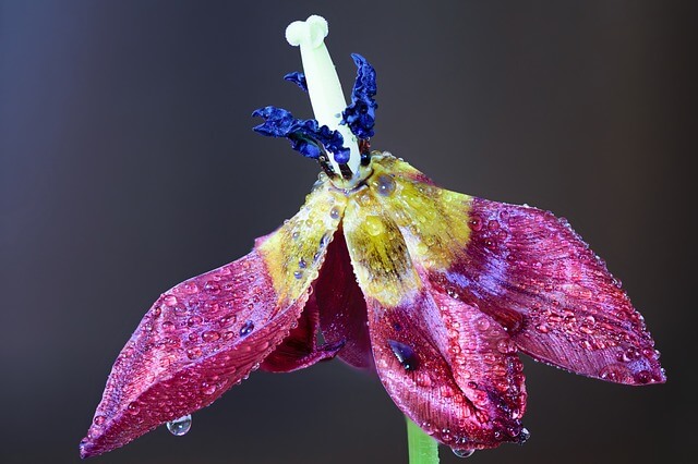 soft focus image