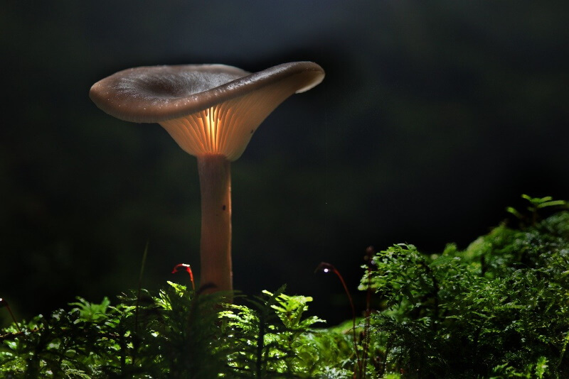 mashroom photo