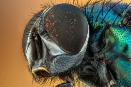 Insect
