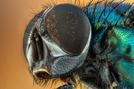 Insect
