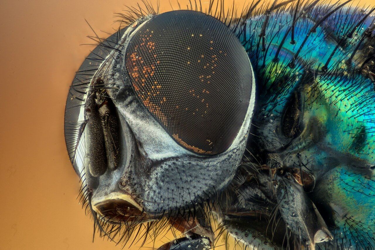 Insect
