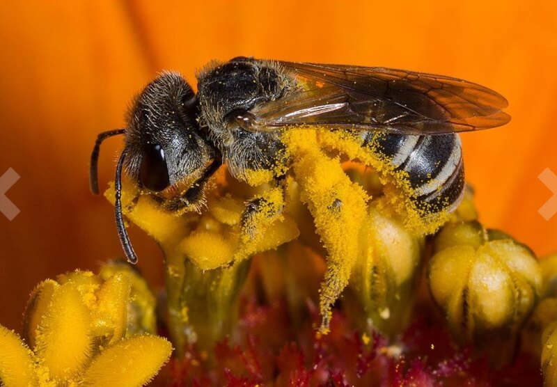 Insect