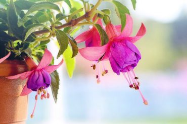 Macro flower