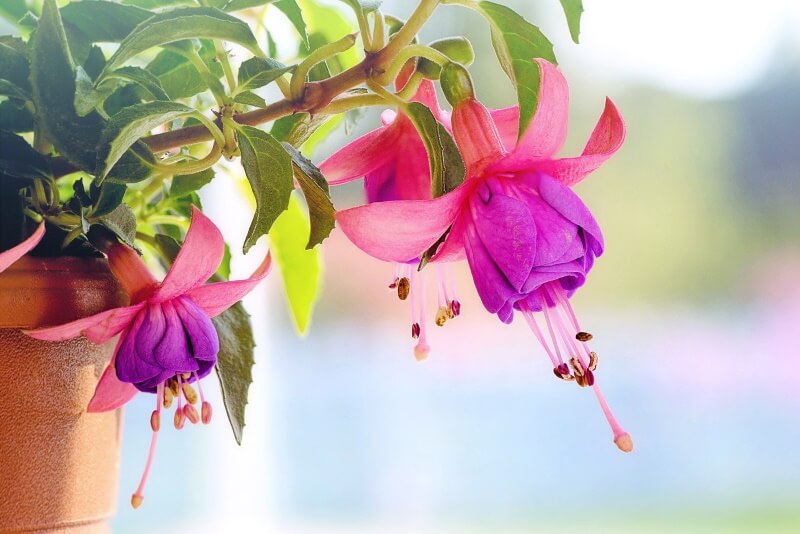 Macro flower