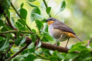 best Canon lenses for bird photography