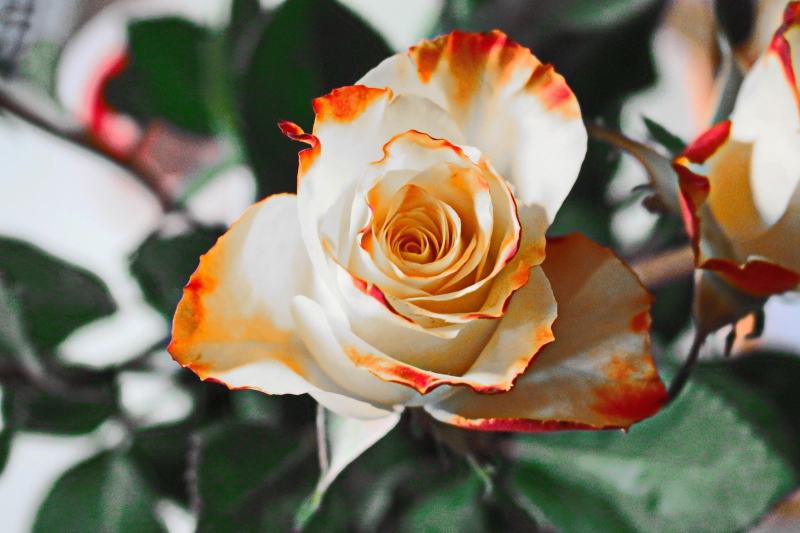 Best Macro Lens for Flower Photography