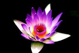 Best Macro Lens for Flower Photography