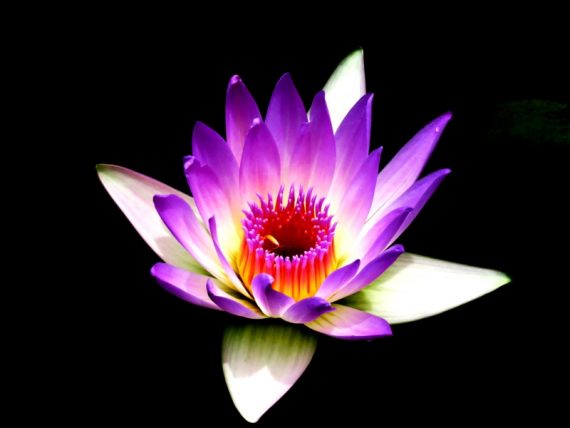 Best Macro Lens for Flower Photography