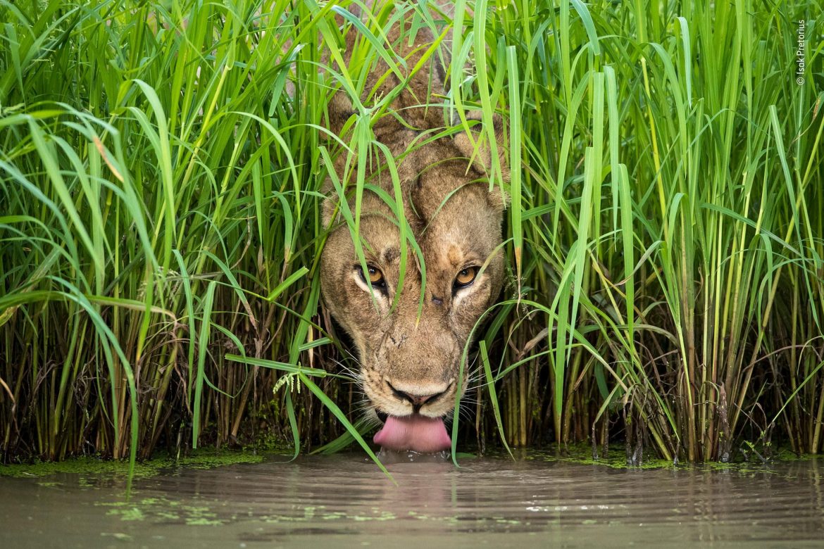 best nikon camera for wildlife photography