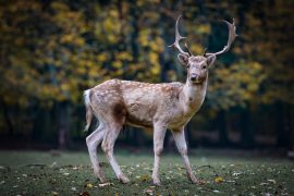 Zoom Lens Vs Telephoto Lens