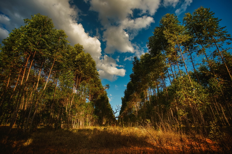 What is the Best Wide Angle Lens for Nikon?