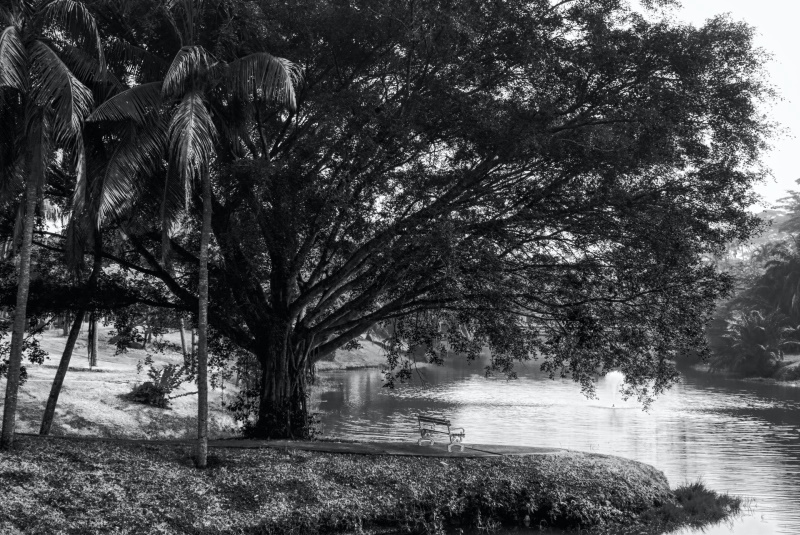 Add Color to Black & White Photo