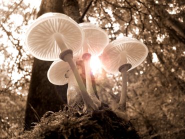 What is a Reflector in Photography? - How to Use it