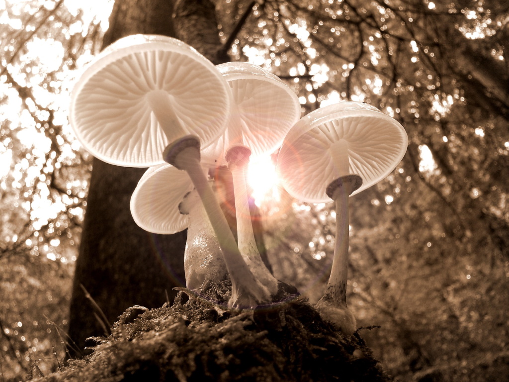What is a Reflector in Photography? - How to Use it