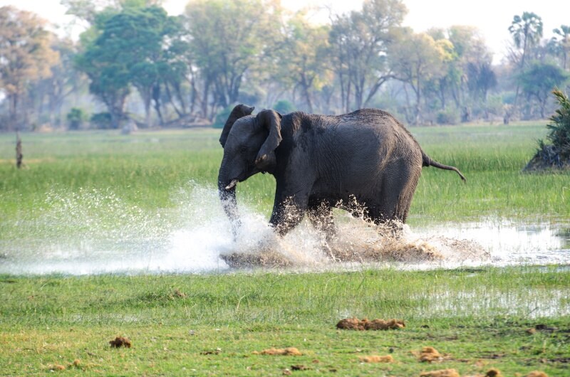 Fast Shutter Speed Examples