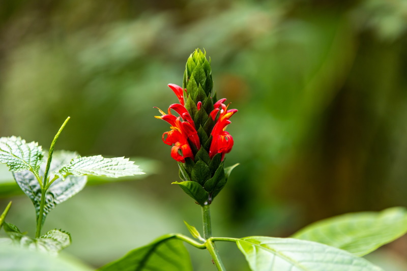 Close shot of a plant