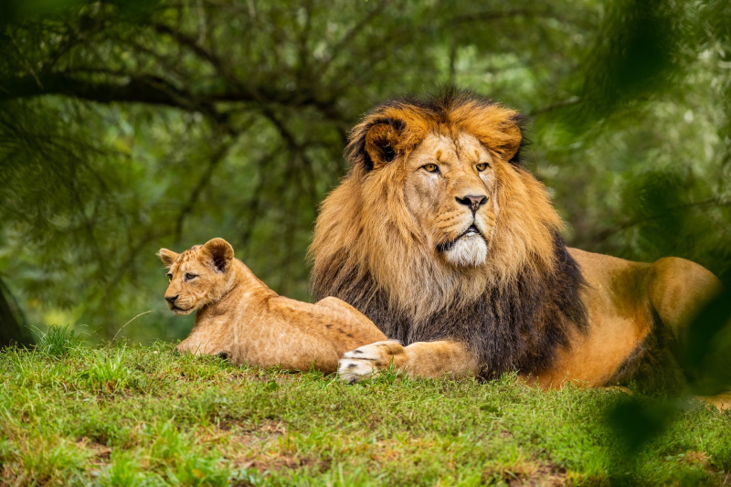 wild animals 