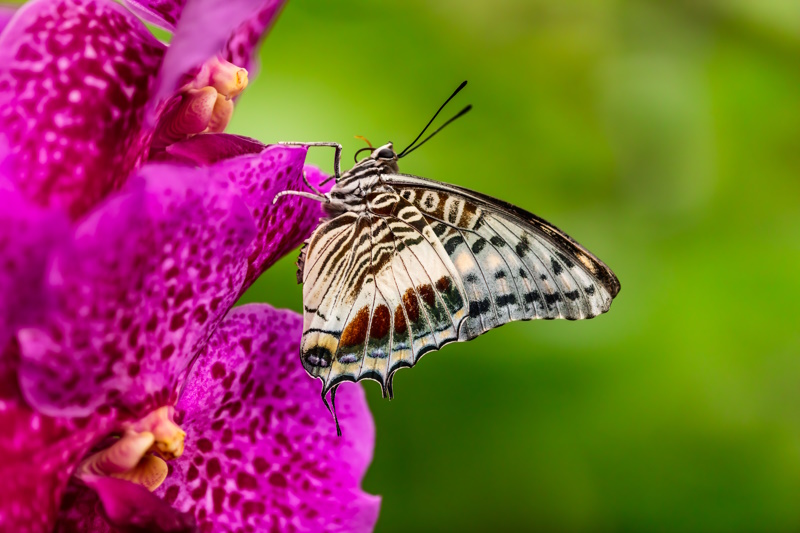 Closeup butterfly on flower blossom