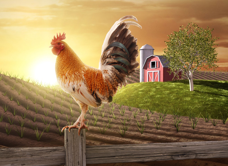 Rooster perched upon a farm fence post as the sun rises behind him