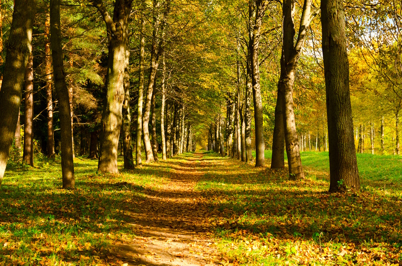 beautiful autumn park view at sunny weather