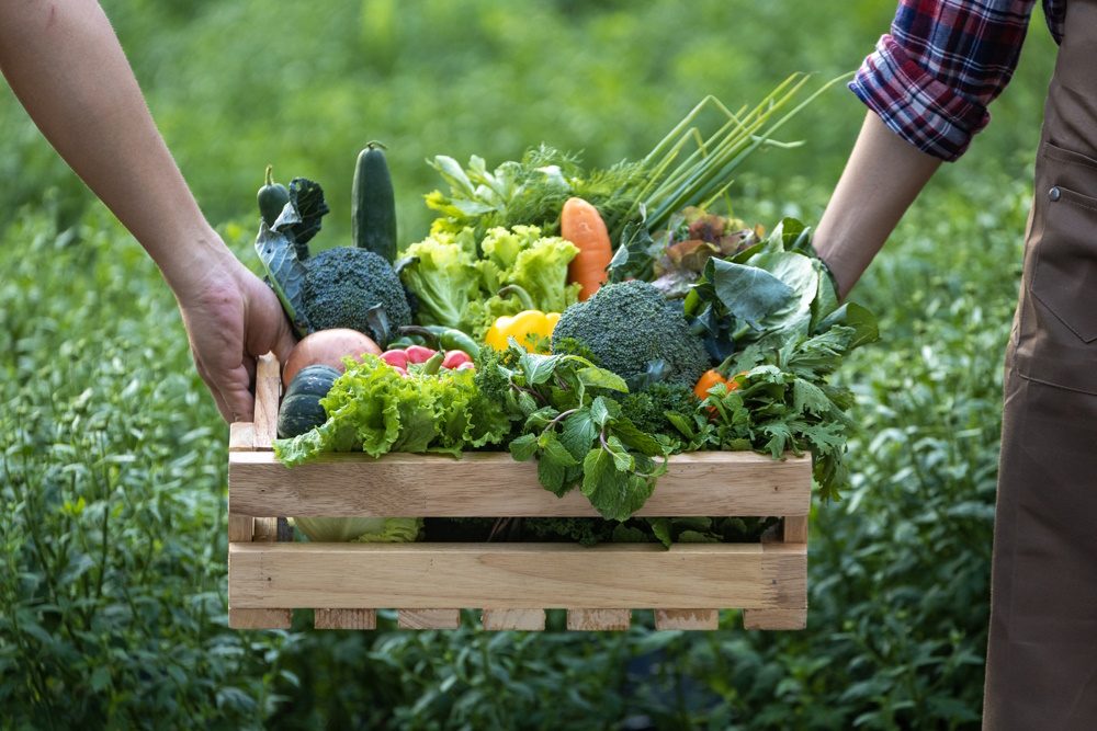 Hand of farmers carrying the wooden tray full of freshly pick organics vegetables at the garden for harvest season and healthy diet food concept-Agricutural photography